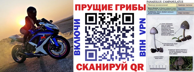 купить  сайты  Калининец  Псилоцибиновые грибы GOLDEN TEACHER 